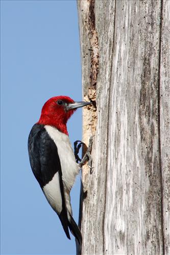 Red-headed woodpecker in Cuyahoga Valley National Park