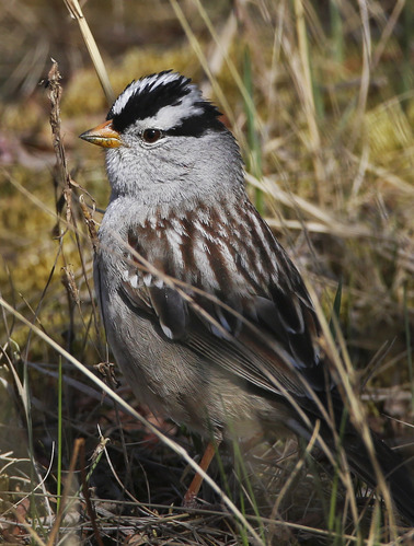 a small bird with black and white stripes on its head