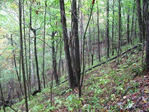 GRSM Accuracy Assessment. Plot Code: GRSM_AA_0209_3