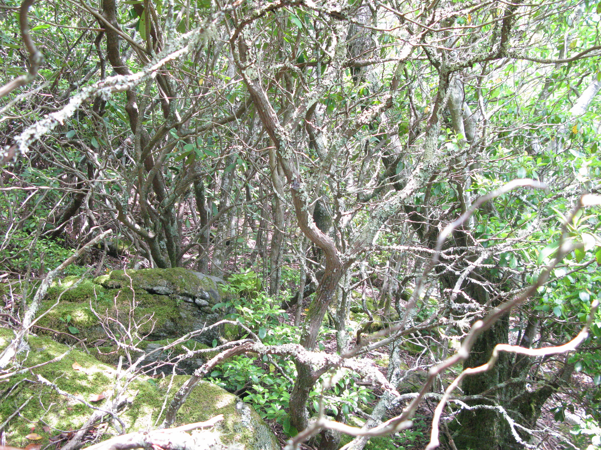 GRSM Accuracy Assessment. Plot Code: GRSM_AA_0381