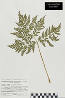 Rattlesnake Fern. 