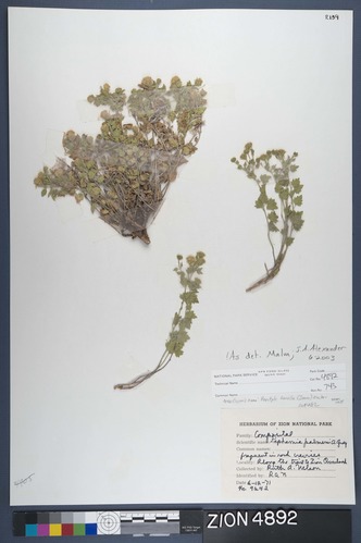 Herbarium Specimen Sheet 4892