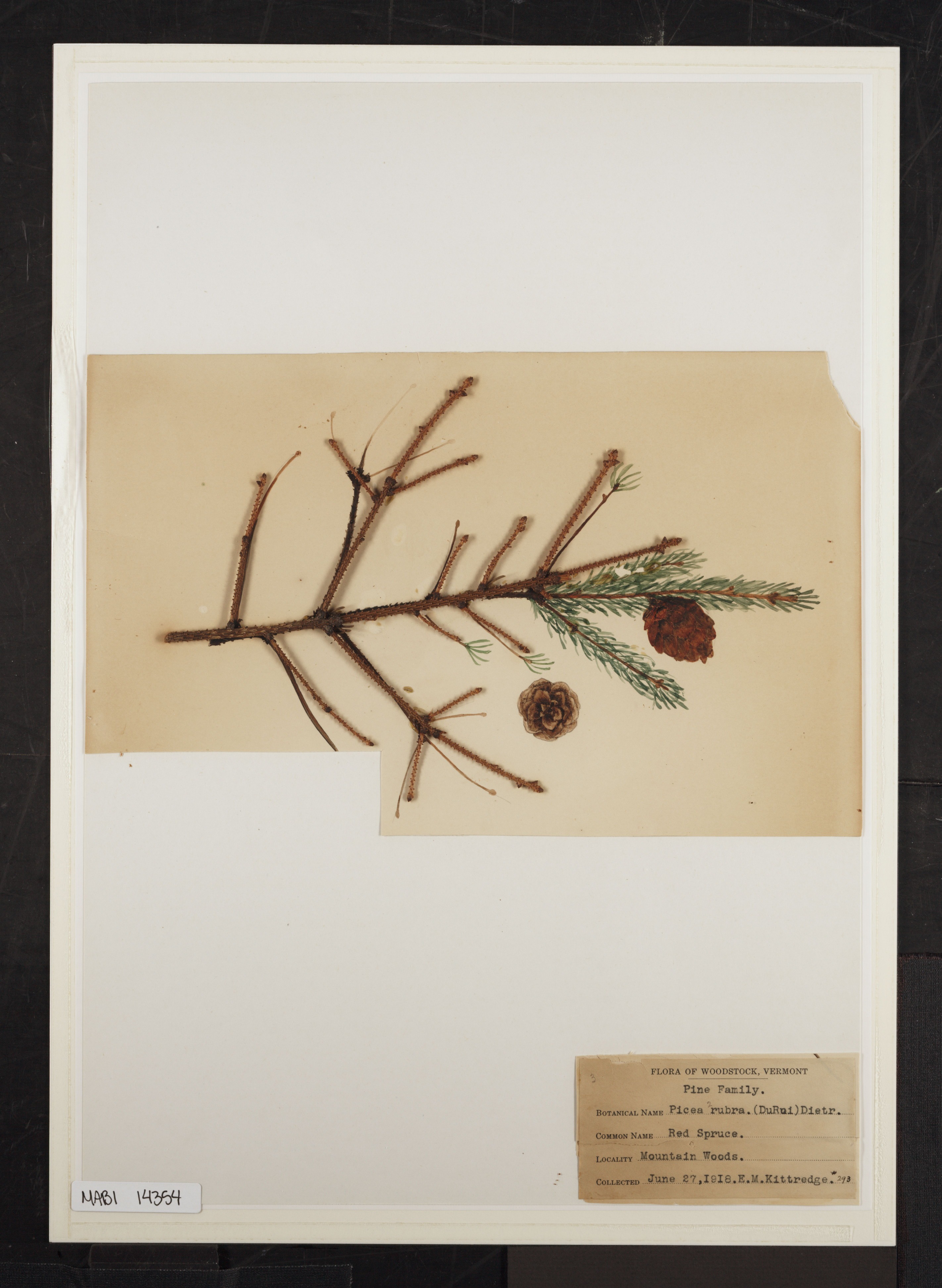 Preserved biological specimen on paper.