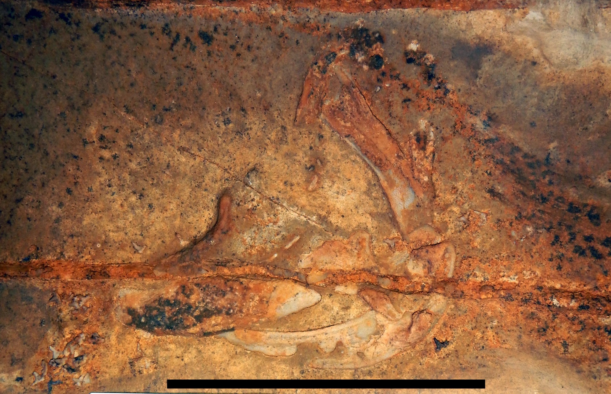 The curving jaw, teeth, and gill fossil of a shark stuck in a rock wall.