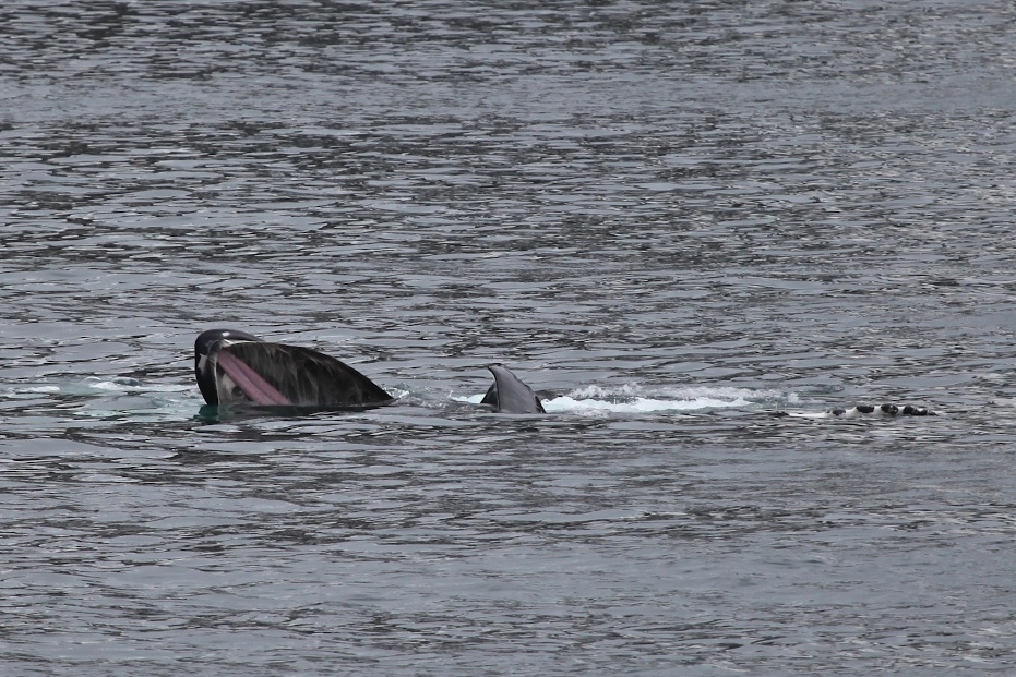 Humpback whales "bubble-net" feeding