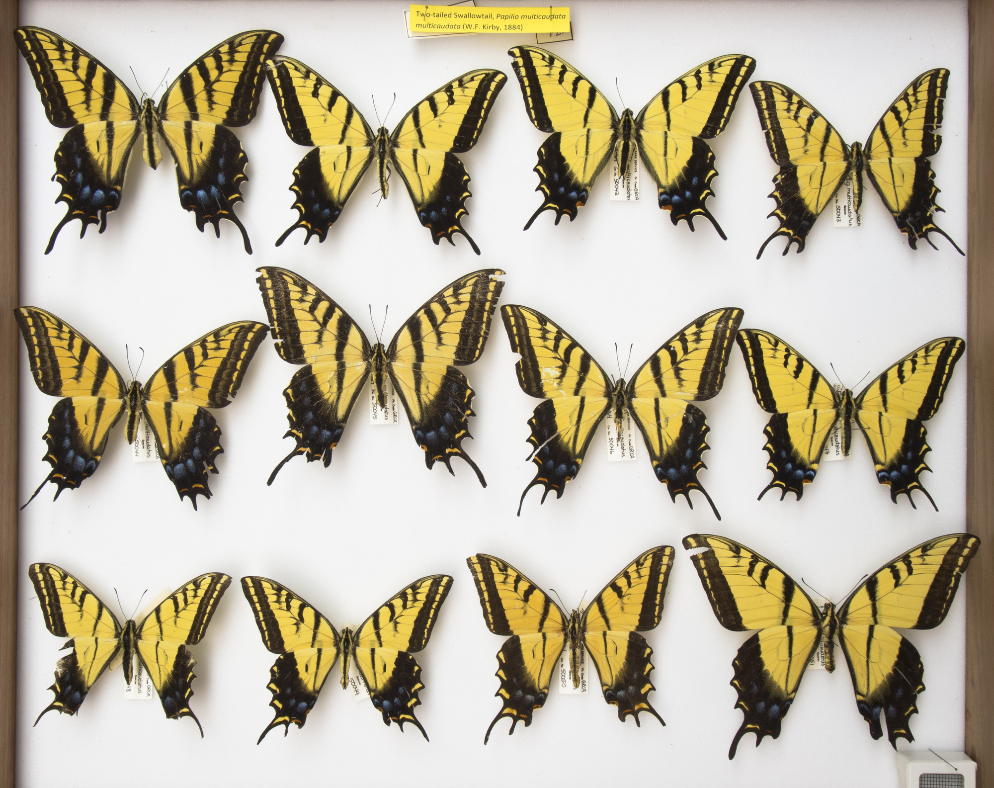 Two-tailed Swallowtail, Papilio multicaudata multicaudata. Series. Grand Canyon Museum Collection._1.JPG