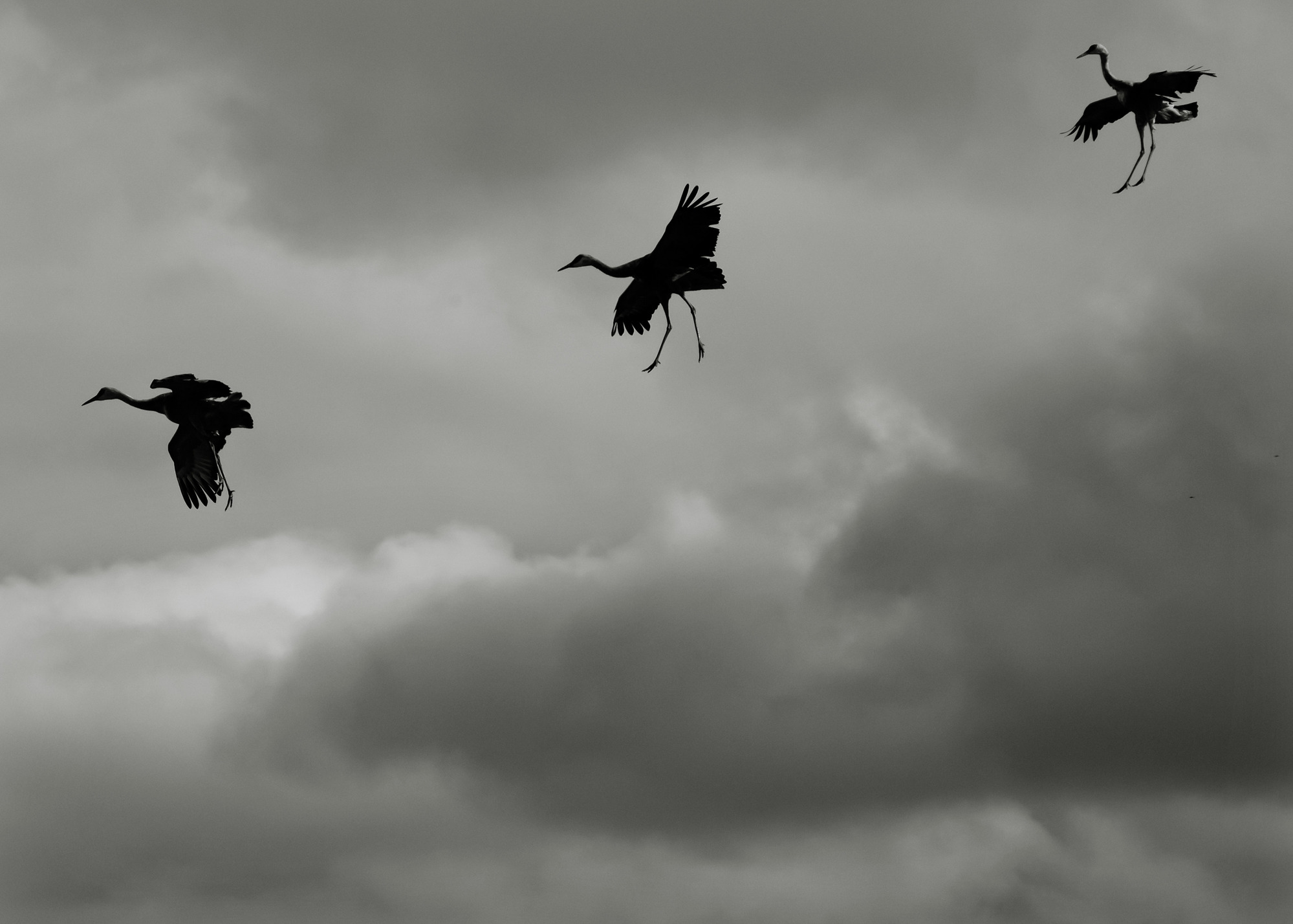 three large birds in flight, their legs dangling straight down as they prepare to land