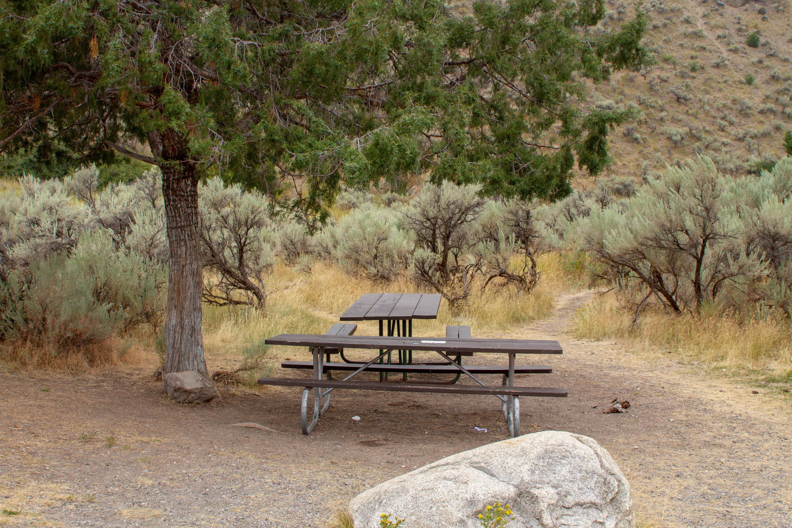 Two unoccupied tables sitting under one juniper tree with large sagebrush growing in adjacent area