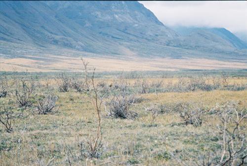 3 Gates of the Arctic National Park and Preserve Itkillik Birds Survey June 2006