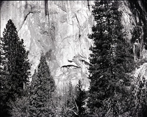 Pine tree on face of cliff. Valley Visitor Center Exhibit 10-8.