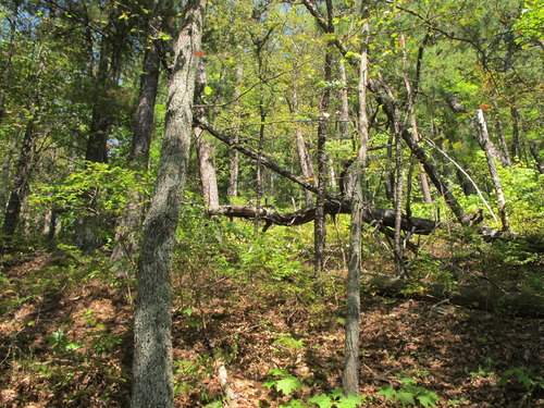 GRSM Accuracy Assessment. Plot Code: GRSM_AA_0755_2