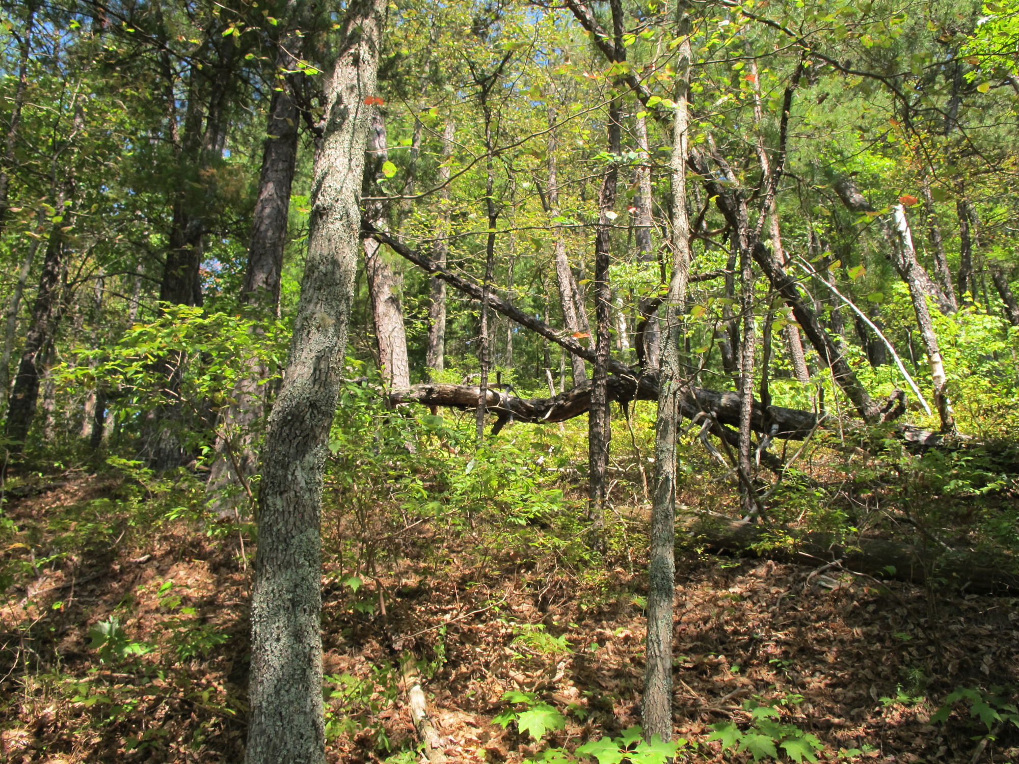 GRSM Accuracy Assessment. Plot Code: GRSM_AA_0755_2