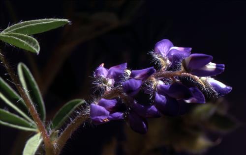 Badlands Flowers: Red, Pink, Blue