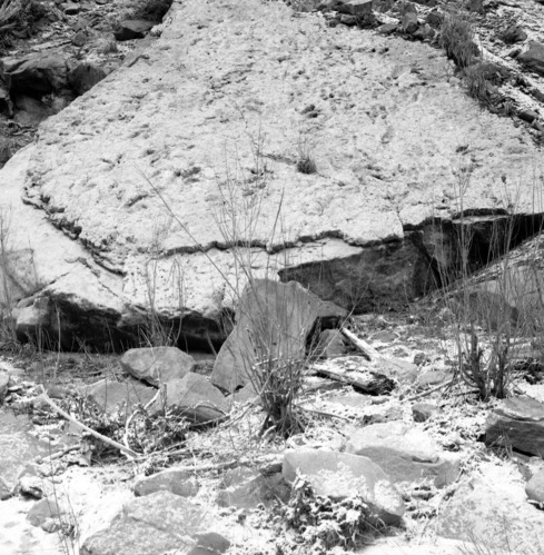 zion dinosaur tracks