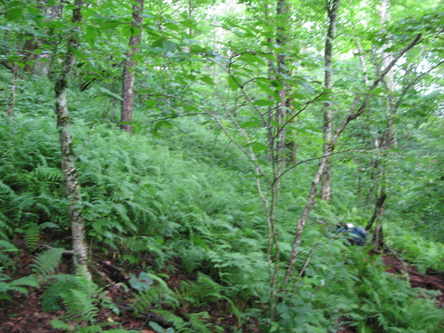 GRSM Accuracy Assessment. Plot Code: GRSM_AA_0929_6