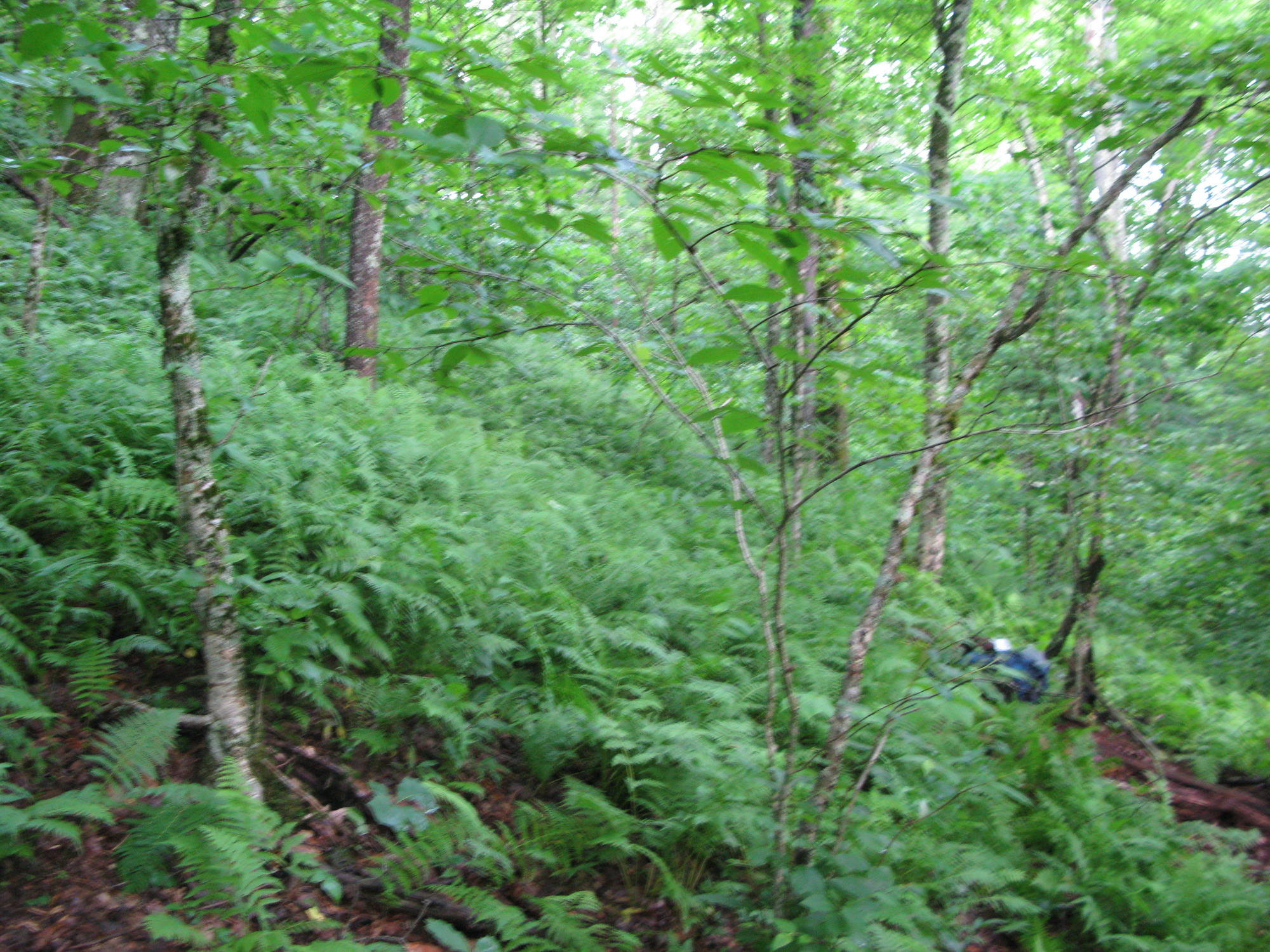 GRSM Accuracy Assessment. Plot Code: GRSM_AA_0929_6