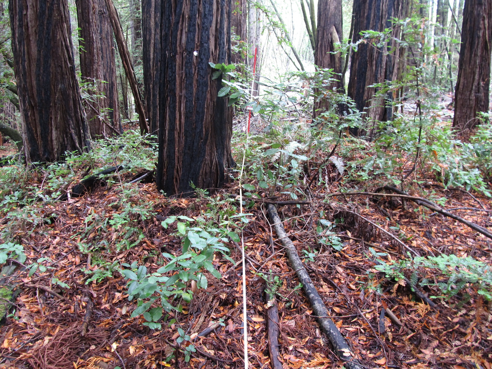 Eye-level view from the center point of a plant community monitoring plot