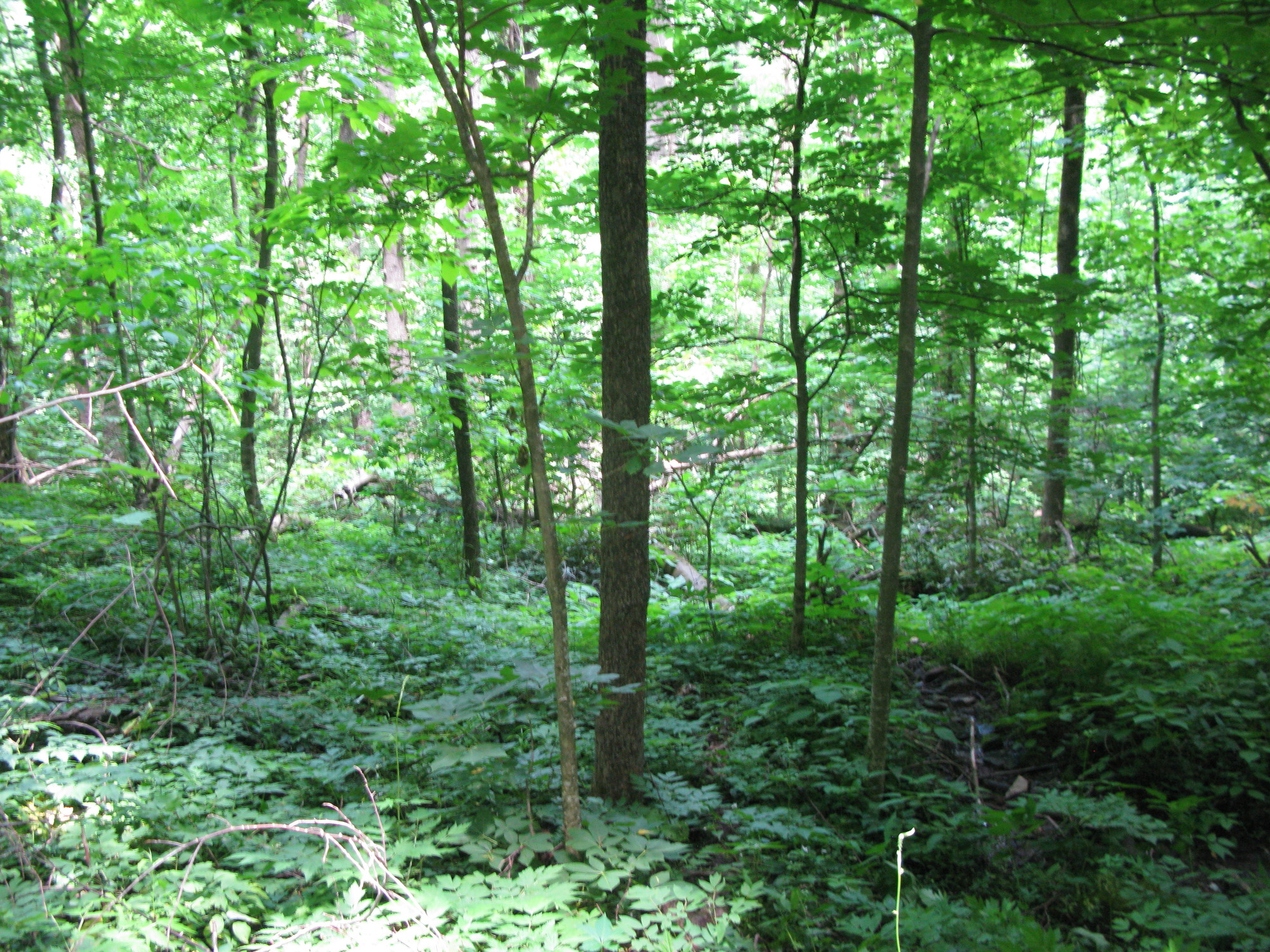 GRSM Accuracy Assessment. Plot Code: GRSM_AA_0643