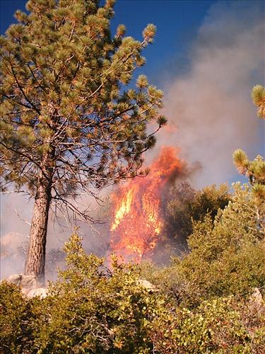 North wildfire, Sequoia and Kings Canyon National Parks, summer 2004