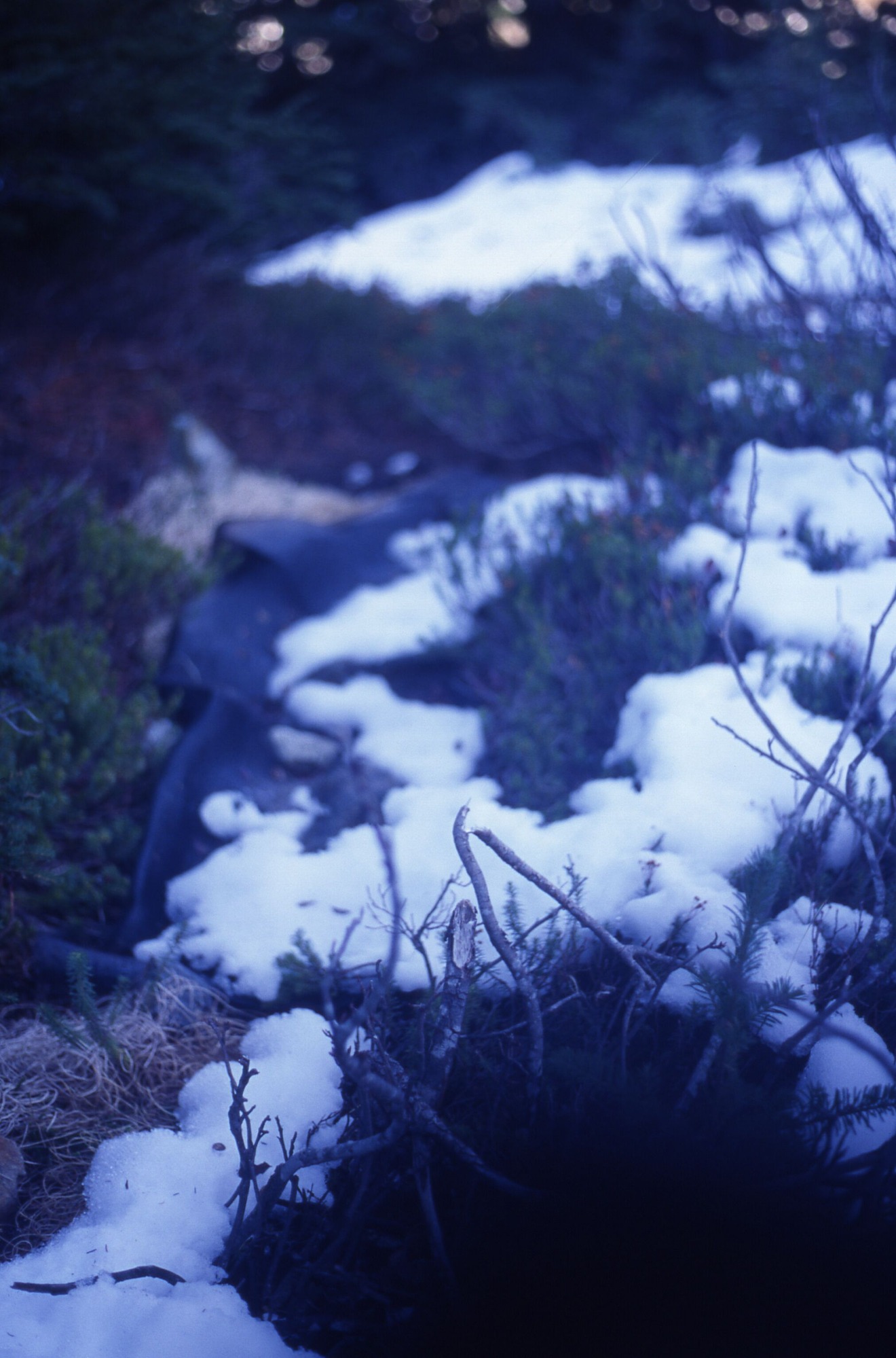 Close up of low lying plant. Out of focus in the background is a shade cloth covered in snow surrounded by shrubs and some wildflowers.