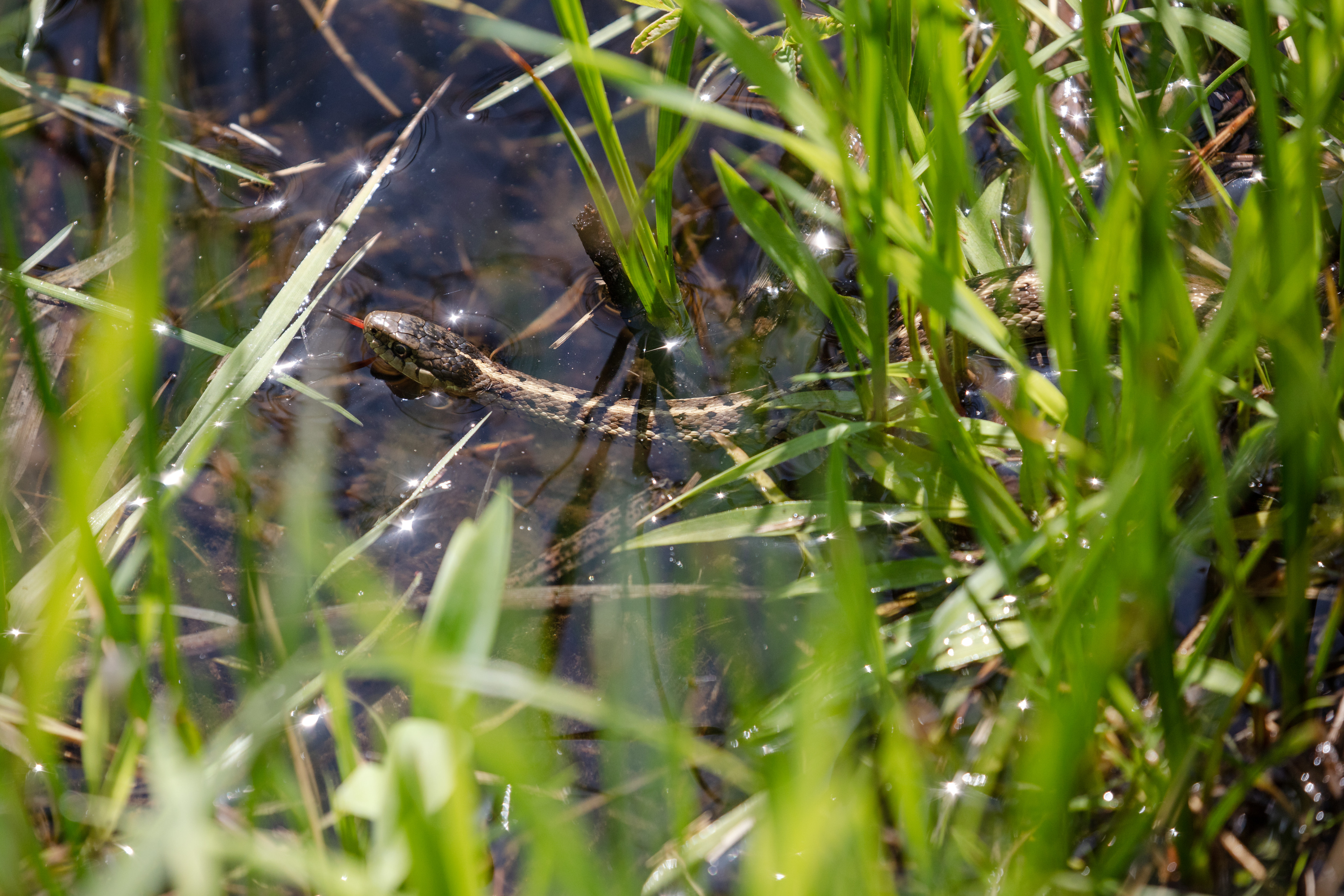 A snake moves in water through high grasses