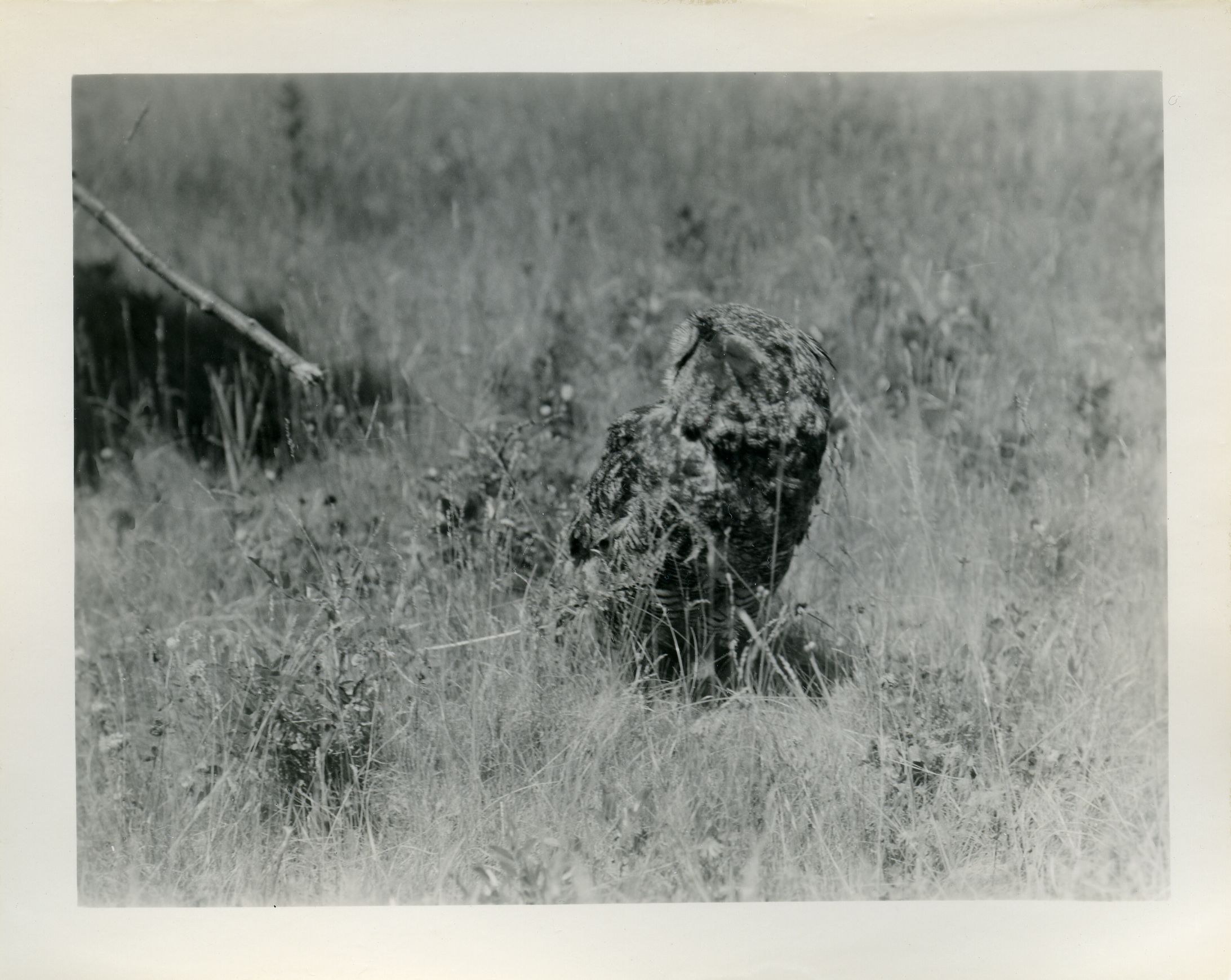 GREAT HORNED OWL (CAPTIVE)