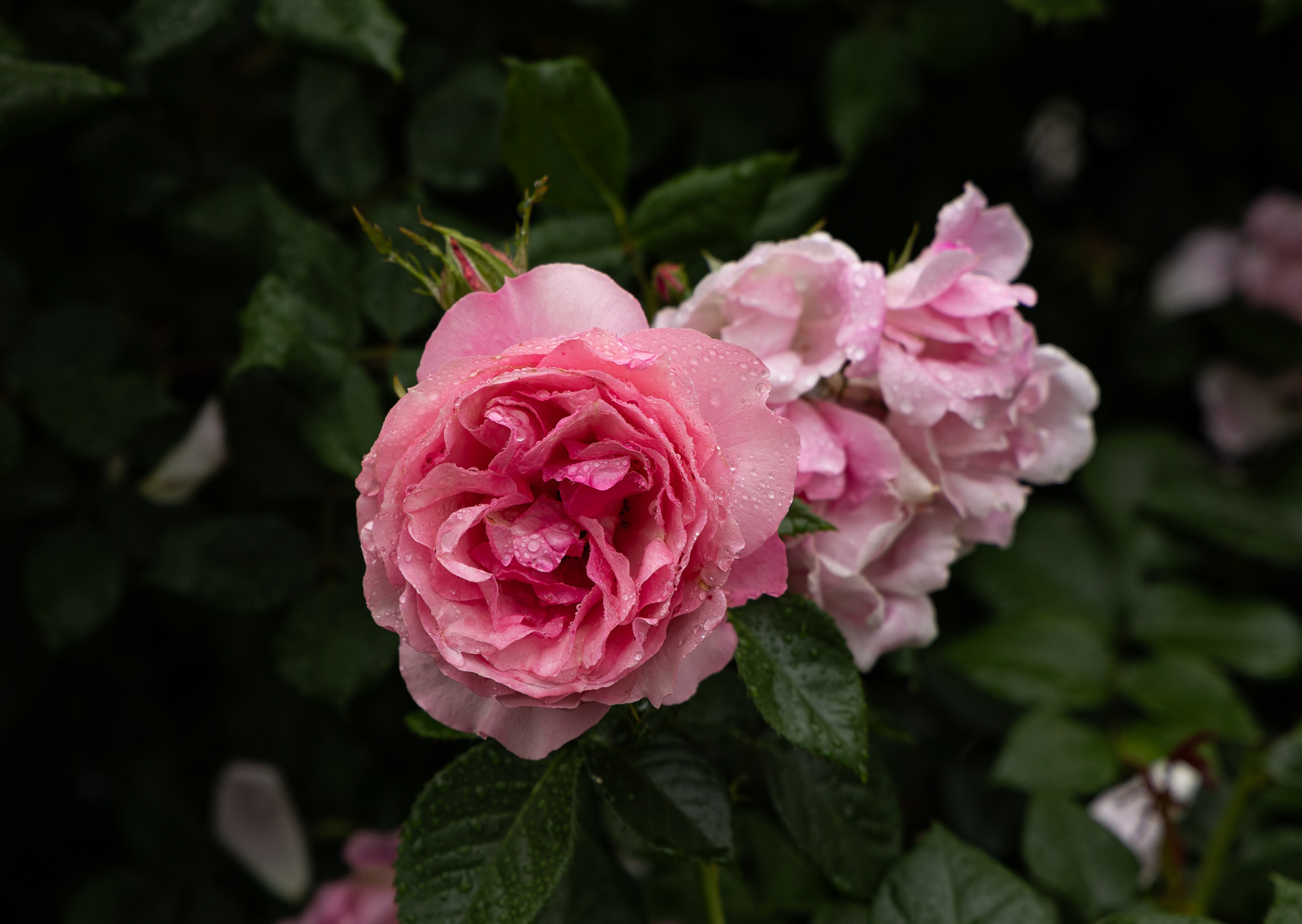 A pink rose blooms in the rose garden