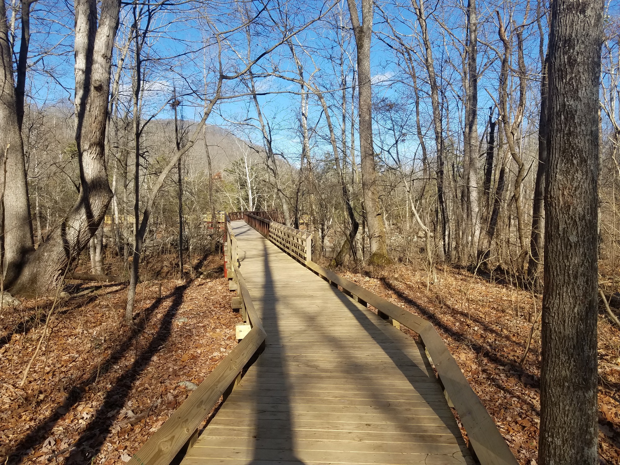 boardwalk through forest