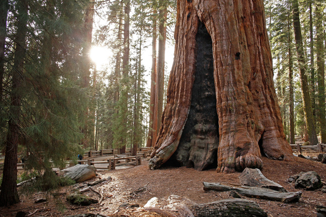 The sun shines behind a sequoia in the forest.