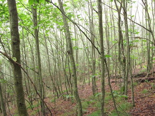 GRSM Accuracy Assessment. Plot Code: GRSM_AA_0217_5