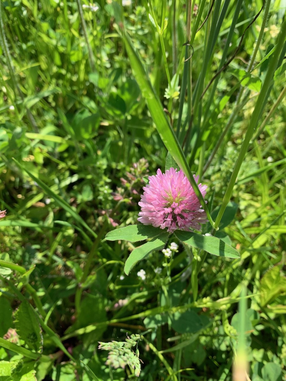 pink flowerhead
 (round flower made of many small cones)