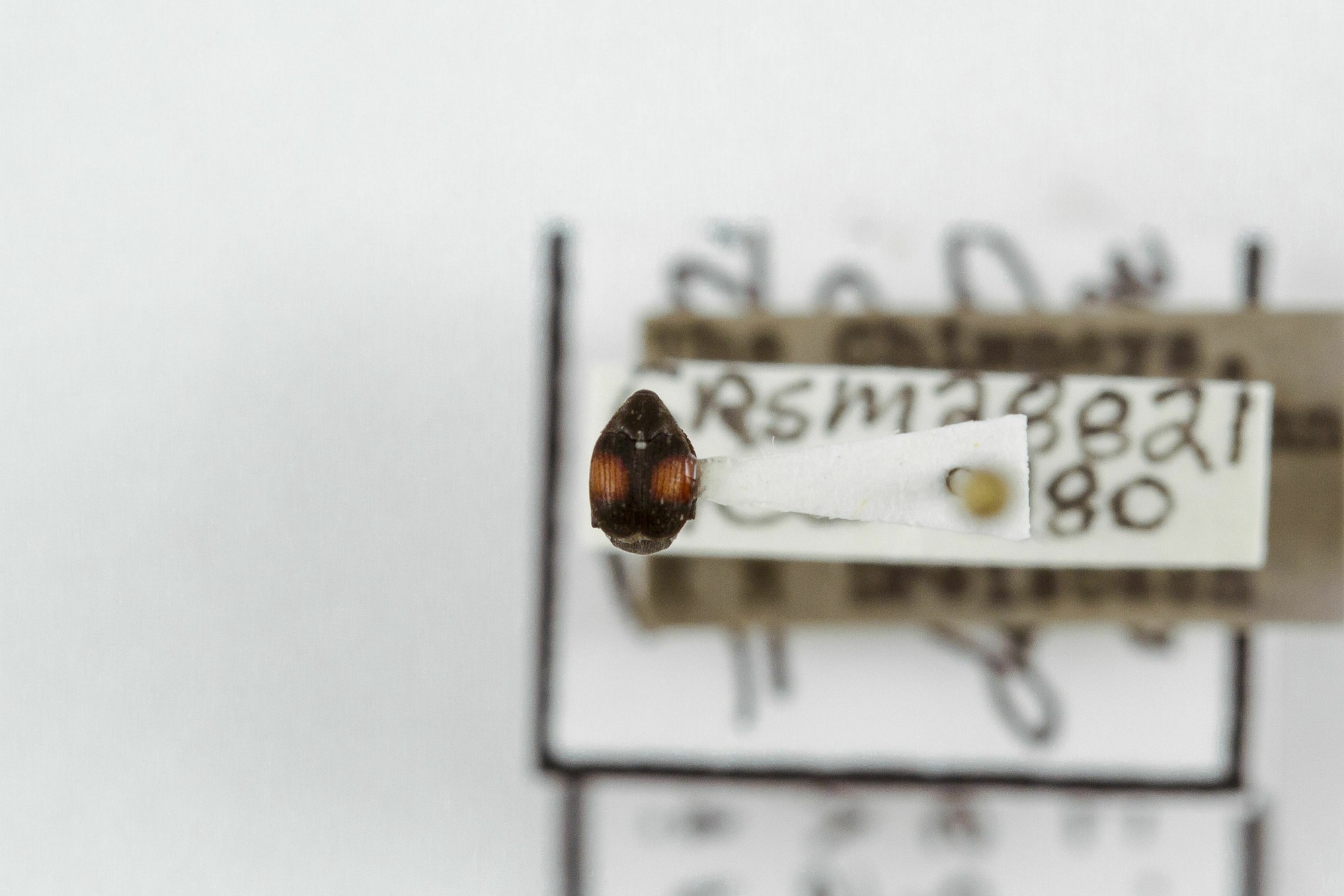 Image of Sennius abbreviatus, a species of Animalia