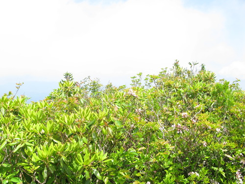 GRSM Accuracy Assessment. Plot Code: GRSM_AA_0960_2