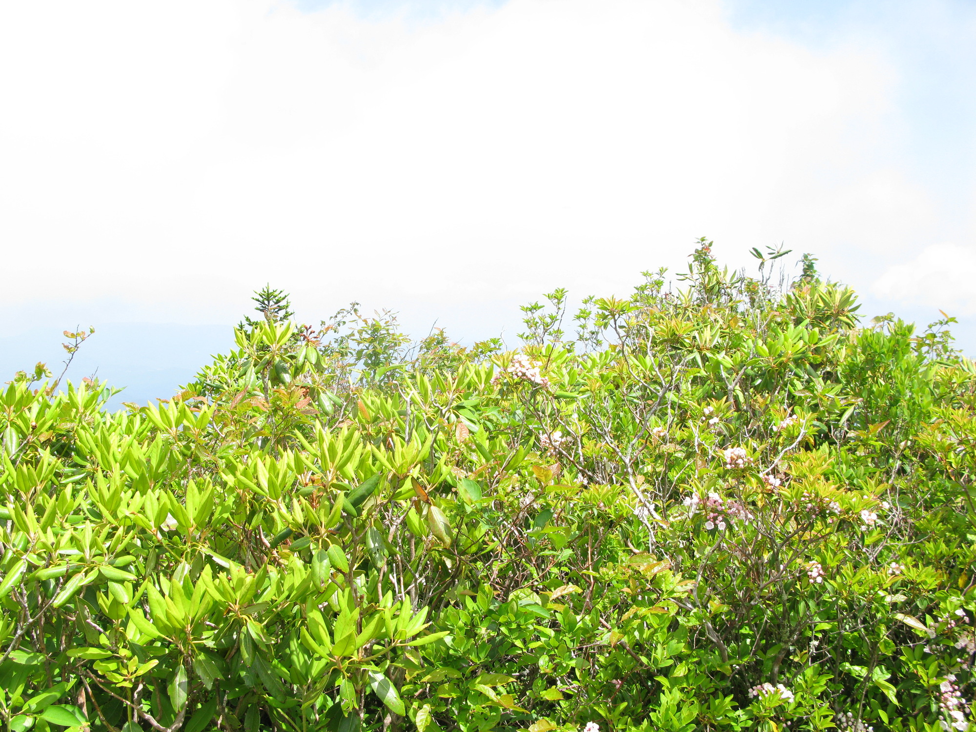 GRSM Accuracy Assessment. Plot Code: GRSM_AA_0960_2