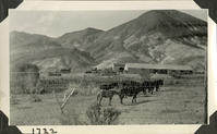 This is an historic black and white photograph from the Scotty's Castle Historic Photograph Collection, Death Valley National Park looking northwest through fence at mules and horses in pasture south of Scotty's Castle Stables. Circa 1928. Photographed by Mat Roy Thompson.