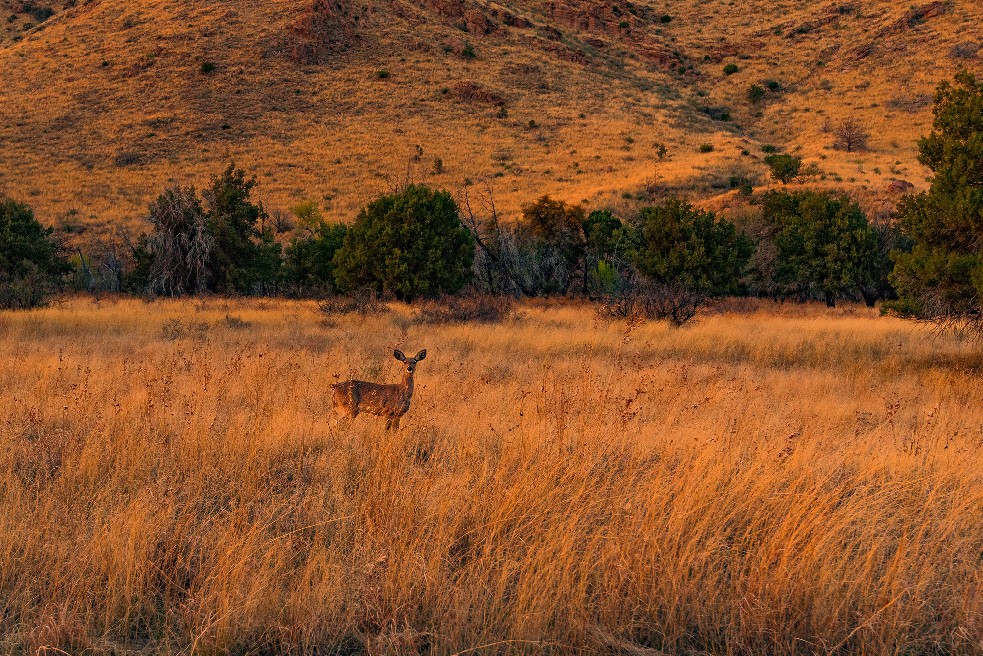Deer looking at camera in a golden field. 
