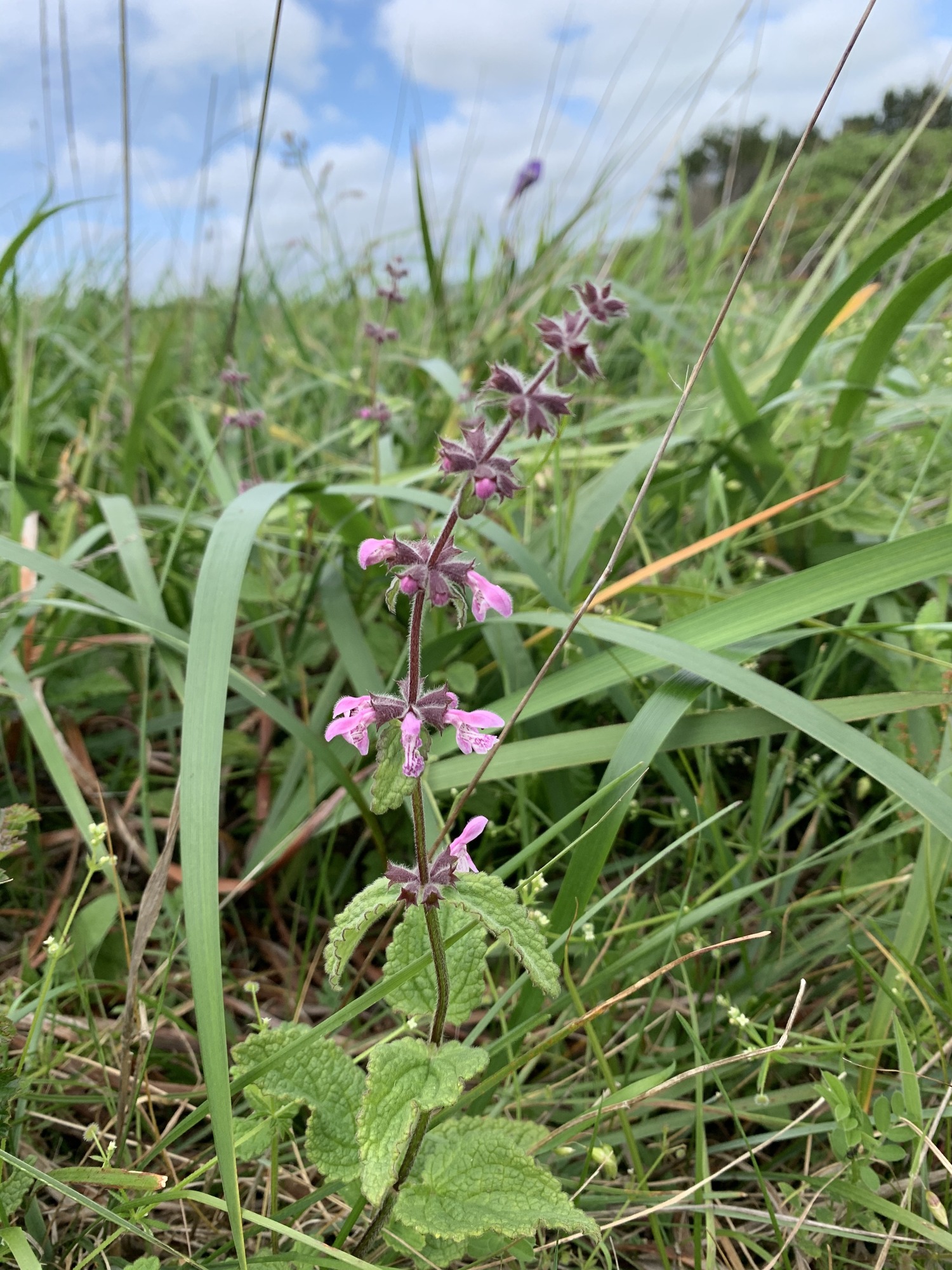 A single flower stem curved to the right with pink flower organized into seven spread out clusters. Each cluster is made up of six flowers whorled around the stem. Each flower is coming out of a hairy purple tube. The pink flowers have an upper petal and lower petal with purple spots. The top clusters are mostly closed buds. Most of the flowers in the lowest cluster have already fallen off, leaving behind their open purple tubes.