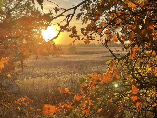 Sunset over grassland framed by orange foliage.