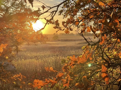 Sunset over grassland framed by orange foliage.
