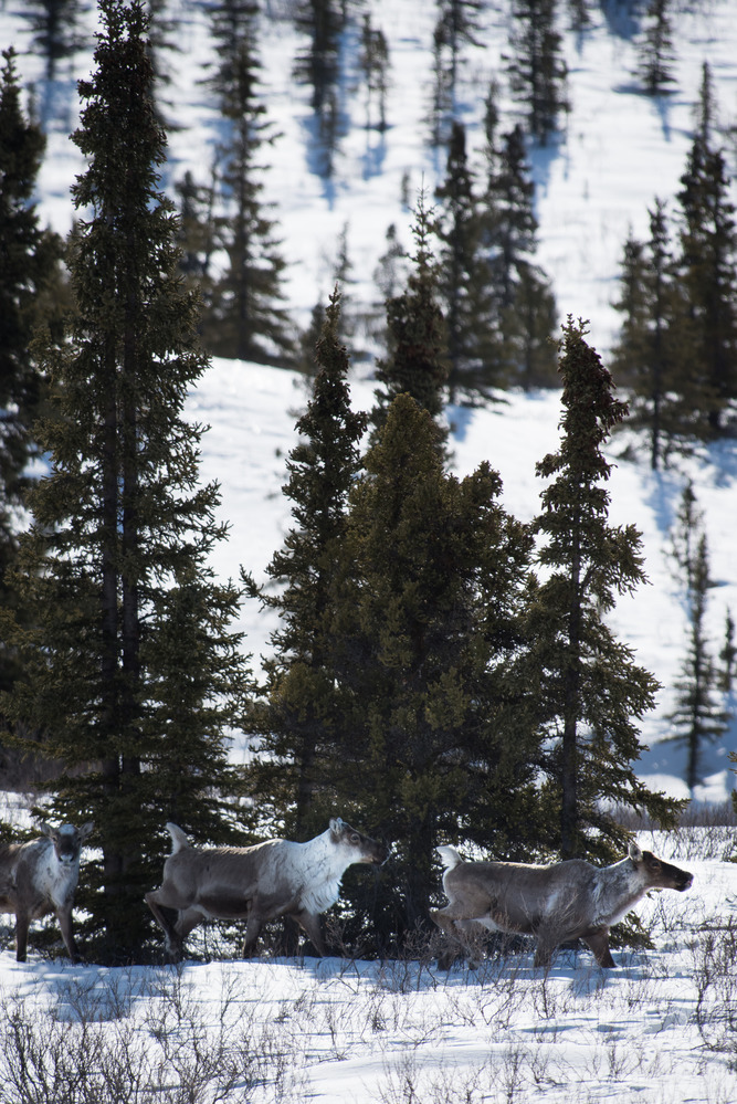 three caribou walking along the edge of a forest