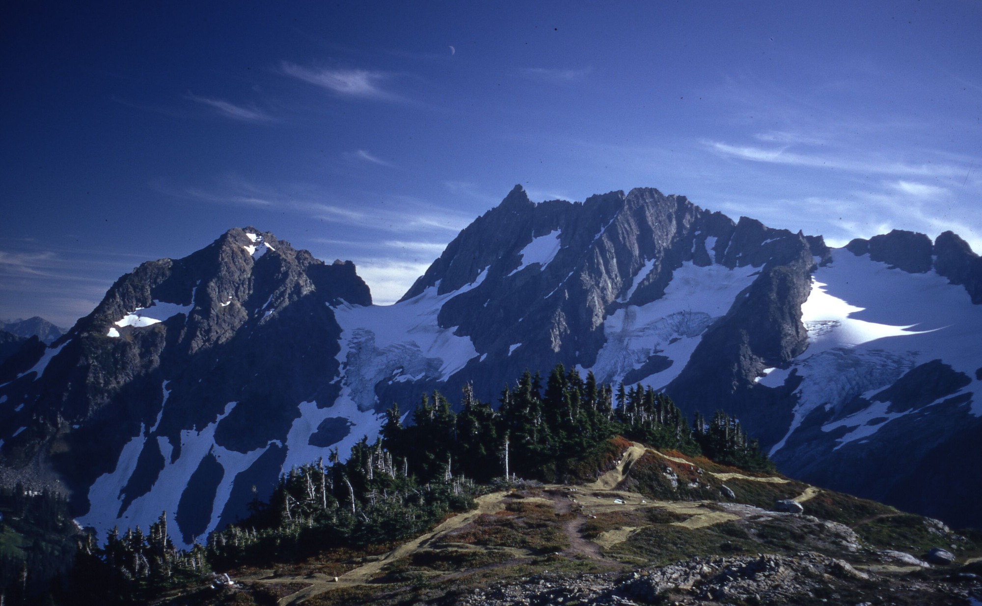 A hill with a meadow of wildflowers and grasses covered in netting in front of a dense line of trees. In the distance are snowy mountainsides and peaks.