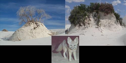 Kit Fox and Pedestals