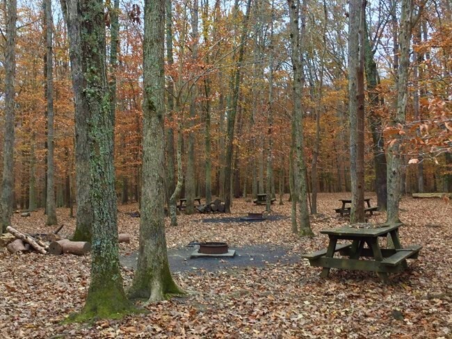 A set of picnic tables surrounded by trees with orange, yellow, and brown leaves. 