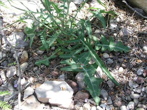 Streptanthus cutleri. Big Bend National Park, Tunnel. March 2004
