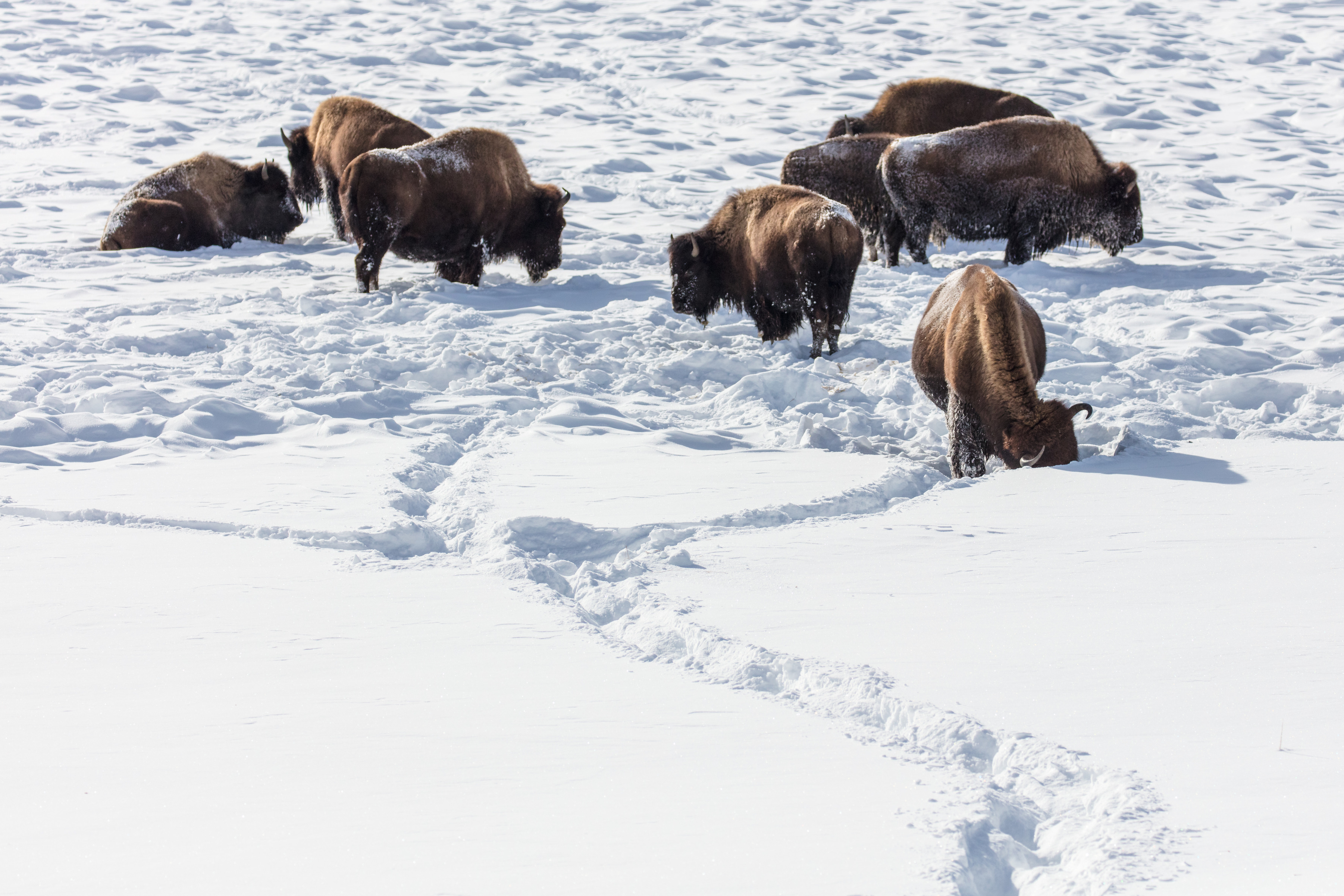 A group of bison stand and feed in the snow 