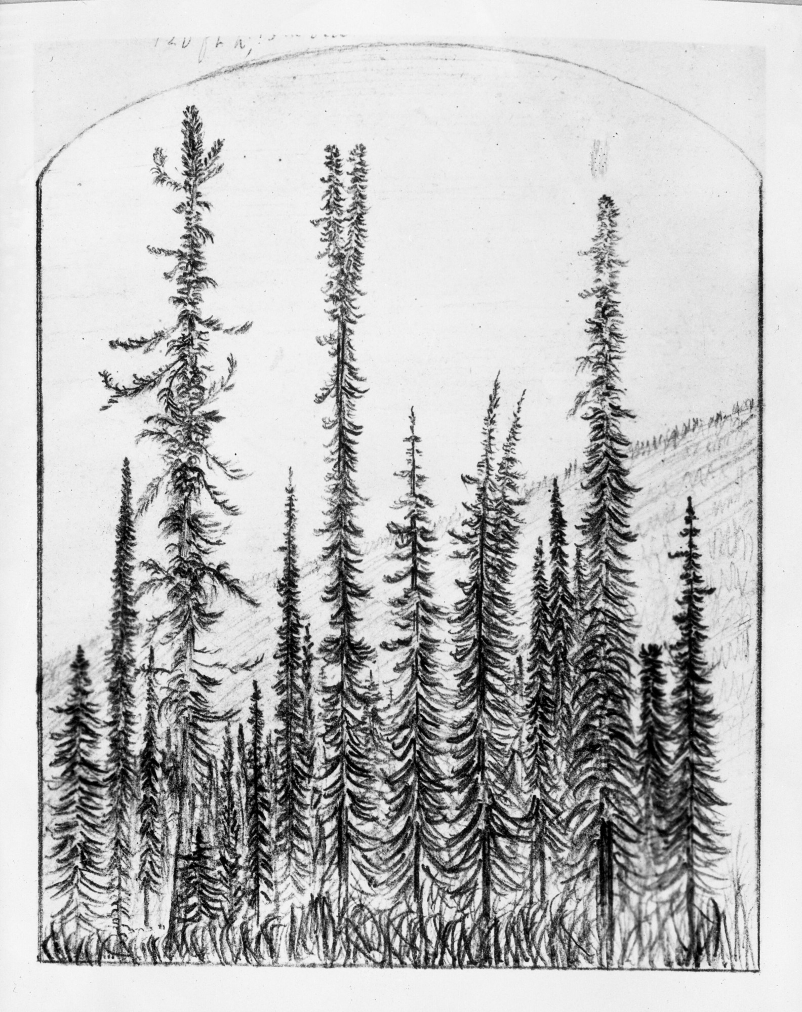 Sketch from Muir's notebook. Group of spruce on delta of Dease Creek.