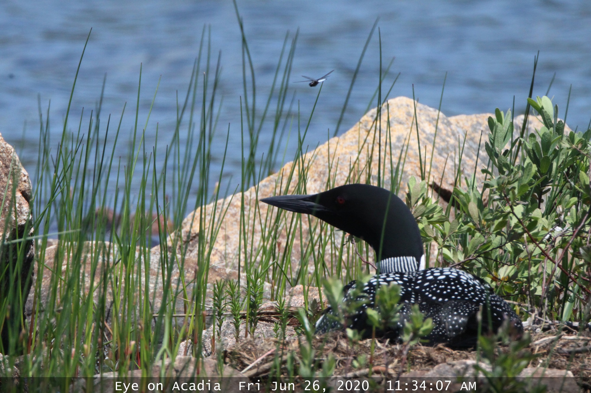 With blue lake waters churning in the background, a bird with a long bill, red eye, and black and white markings huddles on a nest between low shrubbery, grass, and several pink granite boulders