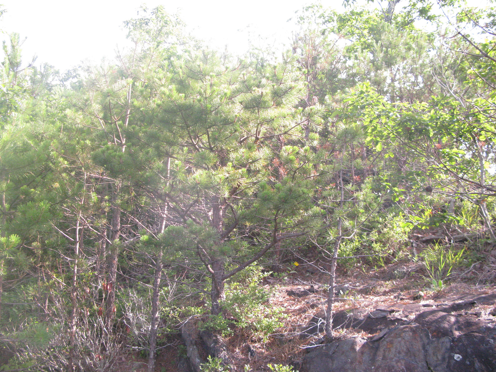 GRSM Accuracy Assessment. Plot Code: GRSM_AA_0085_2