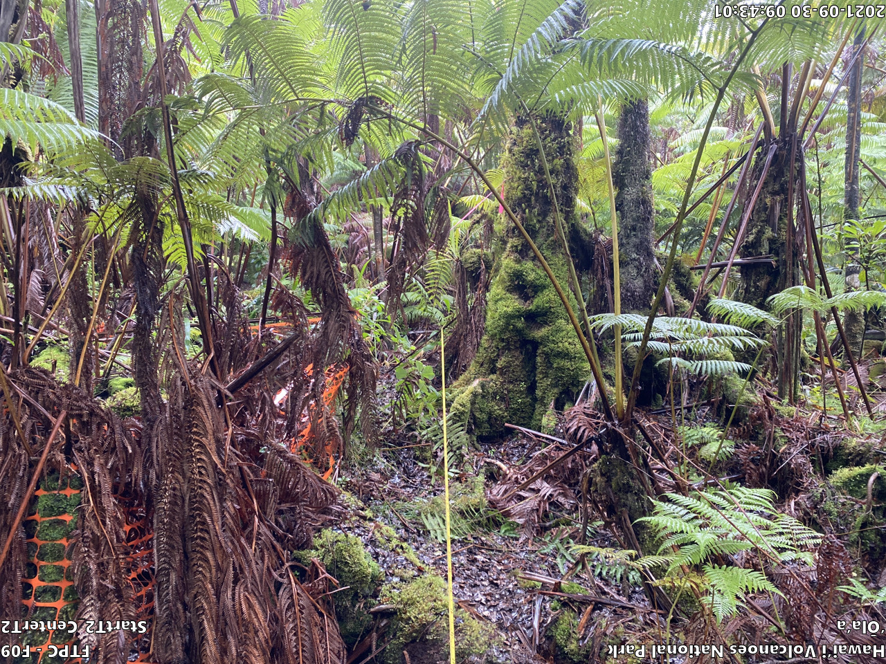 Eye-level view of plant community at monitoring site