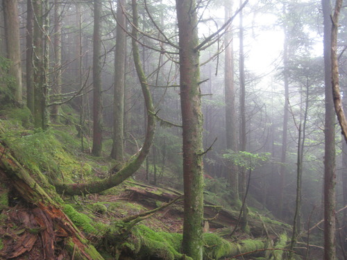 GRSM Accuracy Assessment. Plot Code: GRSM_AA_0676_4